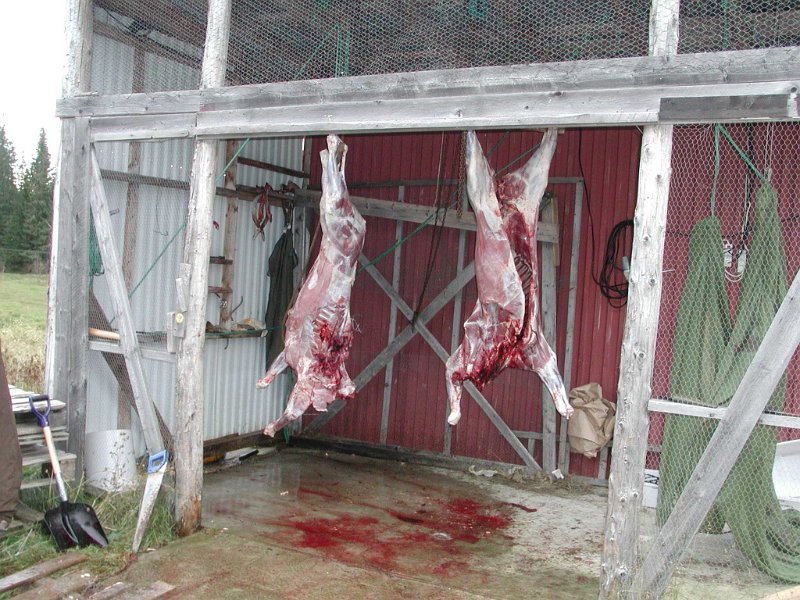 EPSN1021 (10).JPG - Flåing og slakting er ferdig